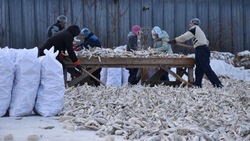 Рыбаки выловили больше 4 тысяч тонн наваги в заливе Терпения на Сахалине