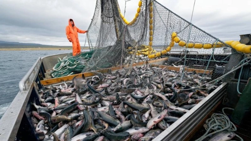 Рыбакам Сахалина дали инвестиционные квоты на 2023 год