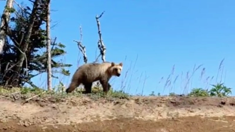 «Миша, ты че такой бледный?»: курильчане встретили медведя рядом со смотровой