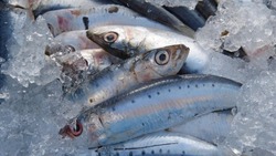 Сезонную рыбу по низкой цене привезли в пять районов Сахалина 9 января