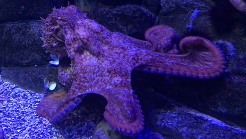 Сахалинское Росрыболовство отбирает квоты на лов «морского дьявола» у курильской компании