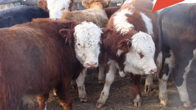 Около 260 тонн мяса произвели фермеры Углегорского района в 2023 году