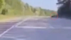 Двух медведей заметили на месте трагедии с мертвыми мужчинами в Южно-Сахалинске 