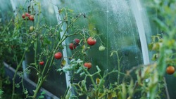 «Тепличный» собрал 46 тонн томатов на Сахалине и побил рекорд  