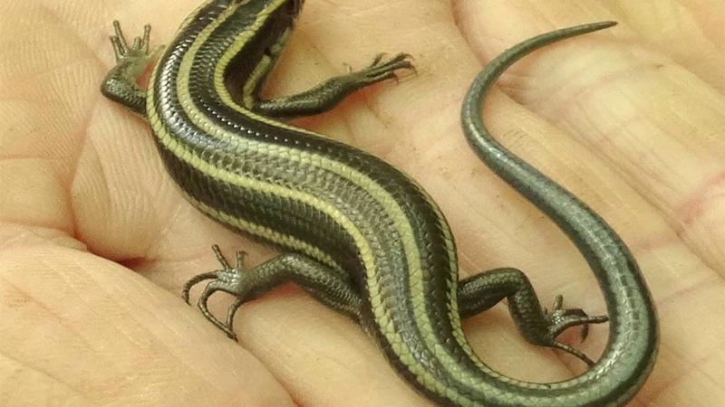 Курильские ученые изучают дальневосточного сцинка на Кунашире