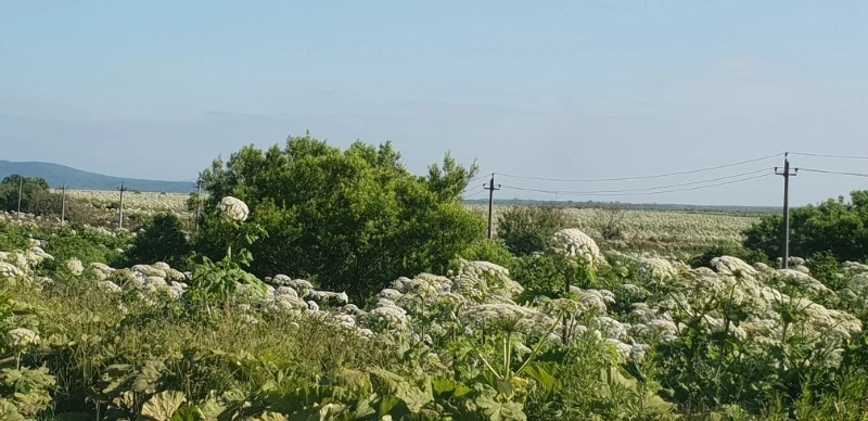 Бескрайние плантации борщевика не нравятся жителям Холмского района