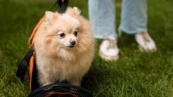 Лучший попутчик: для туристов по Сахалину и Курилам составили рейтинг пород собак-путешественников