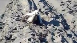 Топят в море: житель села близ Холмска второй раз нашел тушу мертвой коровы на пляже