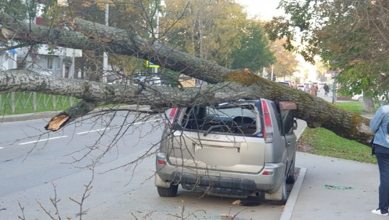 Nissan X-Trail придавило большим деревом в Южно-Сахалинске утром 12 октября