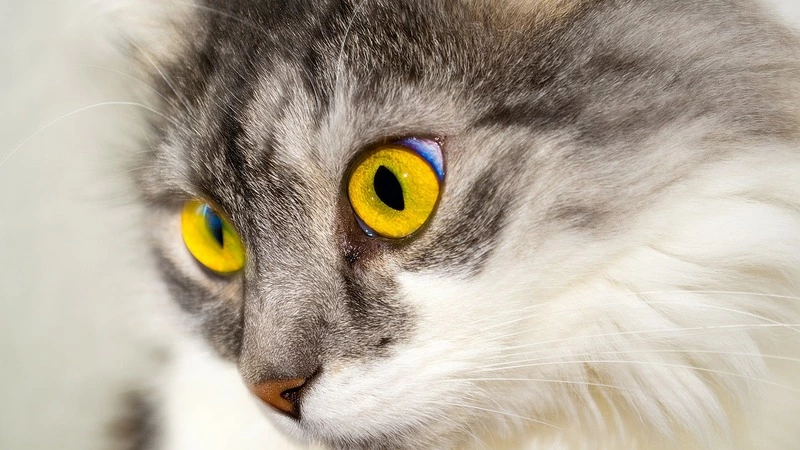 Береги кошек: Россельхознадзор раскрыл симптомы коронавируса у животных