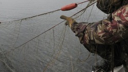 Ущерб на 100 тысяч рублей нанесли браконьеры на Сахалине за три дня 