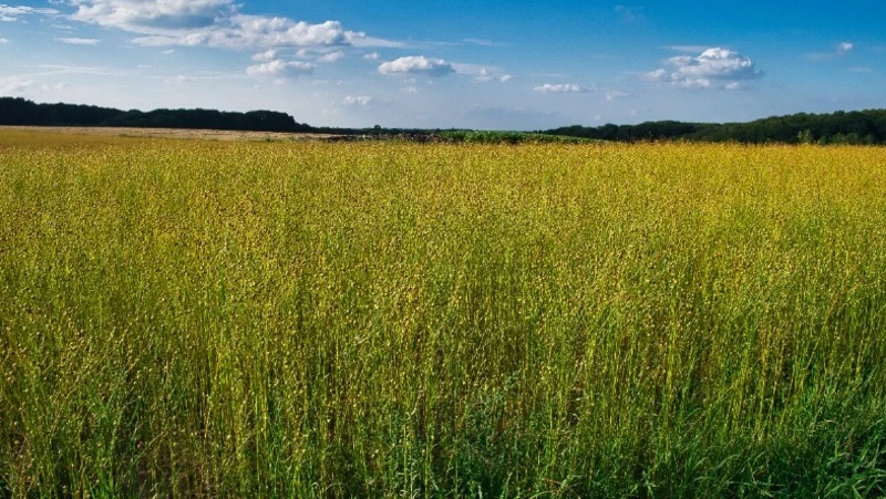 Церковный праздник 9 июня 2023: что нельзя делать в этот день, приметы