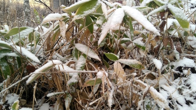В Южно-Сахалинске зима всего 10 дней не дождалась декабря