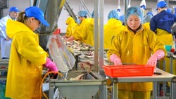 Пять рыбоперерабатывающих заводов планируют открыть на Сахалине к 2027 году