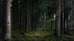 Детская шалость грозит штрафом для родителей «потерявшейся» в лесу девочки из Южно-Сахалинска