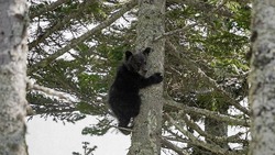 Меньше сотни медведей встретили жители Сахалина и Курил в 2021 году