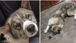 Собака с тяжелой судьбой ищет партнера для прогулок в Поронайске