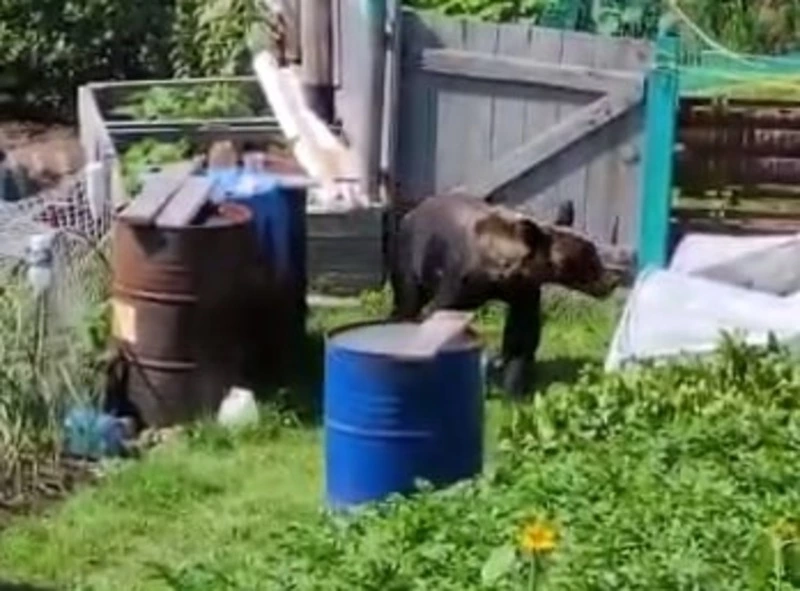 Курильчане встретили на своем огороде медведя: ВИДЕО