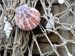 Сахалинские рыбаки: рано принимать законопроект об инвестиционных квотах