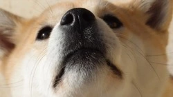 ВЦИОМ узнал, сколько россияне ежемесячно тратят на корм для кошек и собак