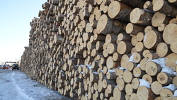 На Сахалине начнут перерабатывать лес