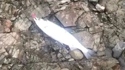 Рыбаки Сахалина с утра пораньше хвастаются своим уловом горбуши. ВИДЕО