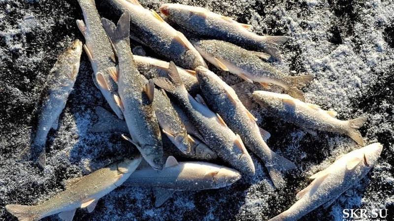 «Вот это да!»: сахалинские рыбаки поймали первую крупную корюшку