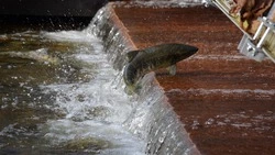 Участки промысла лосося хотят заново поделить на Сахалине