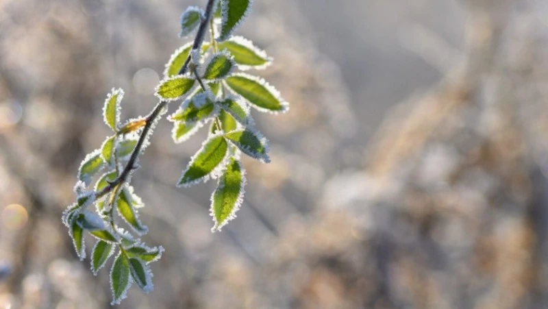 Облачно и до -14 градусов прогнозируют синоптики в Южно-Сахалинске 2 февраля