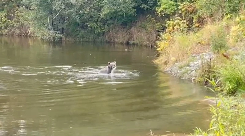 Рыбаки с Сахалина оценили видео медвежьей рыбалки на реке