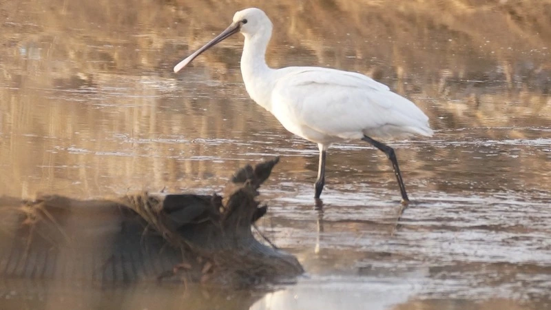 В Александровск-Сахалинский прилетела птица, которую никогда не видели на острове