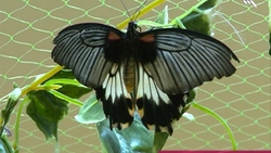 Тропики в разгар зимы