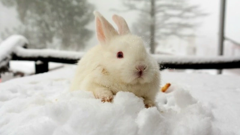 Небольшой снег и ветер: погода на Сахалине и Курилах 1 января