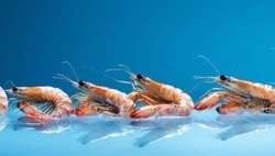 Сахалинцы выловил креветки на 505 тысяч рублей в Южно-Курильском районе