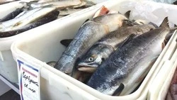Самую дешевую горбушу в июле 2023 года привезли на ярмарку в Южно-Сахалинске
