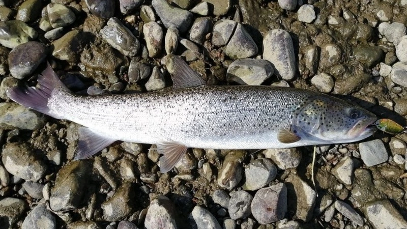 Честный сахалинец отпустил невкусного краснокнижного тайменя