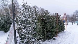 Елочные базары открыли в Южно-Сахалинске 21 декабря 