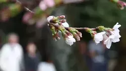 В Токио объявили о начале сезона цветения сакуры