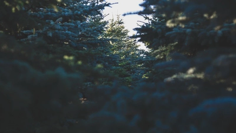 Пять ёлок могут обойтись сахалинцу в 145 тысяч рублей