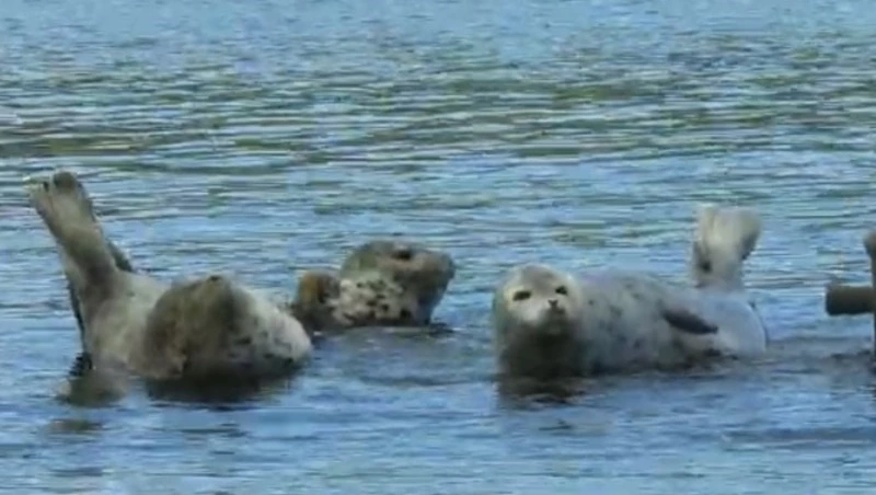 Толстые нерпы позировали на фото жителю Северо-Курильска