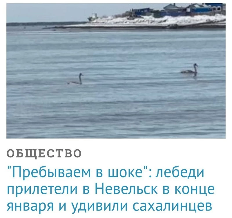 «Зеленый Сахалин» бьет тревогу: СМИ вредят осиротевшим лебедятам