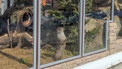 Сотрудники зоопарка Южно-Сахалинска показали будничные игры выдры Коляна