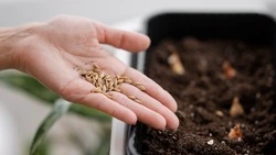 На Сахалине пресекли попытки нелегального ввоза семян из Южной Кореи и Японии