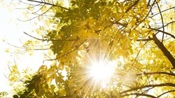 Тепло и солнечно будет в Южно-Сахалинске 6 апреля