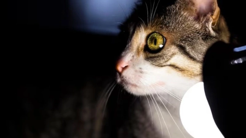 Сотни жителей Южно-Сахалинска останутся без света 28 ноября 