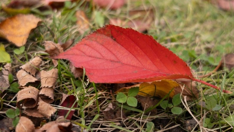 До +11° и гололедица: прогноз погоды в Сахалинской области на 4 ноября