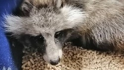 Истощенную енотовидную собаку с переломом позвоночника спасли на Сахалине