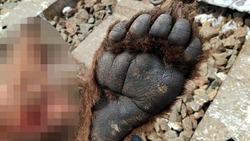 Труп искалеченного медведя нашли сахалинцы на железной дороге