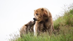 Медведицу с медвежонком заметили в селе Взморье на Сахалине