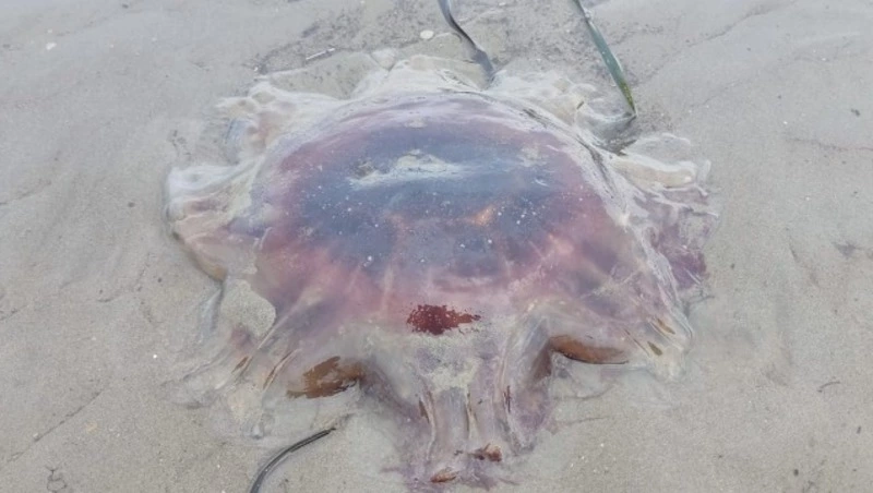 Огромных красных медуз выбросило на берег моря в Анивском районе 23 апреля